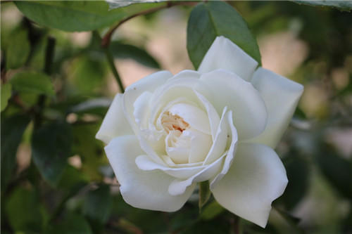 聊聊醫(yī)療器械臨床評價！同品種途徑臨床評價的重難點分析(圖4)