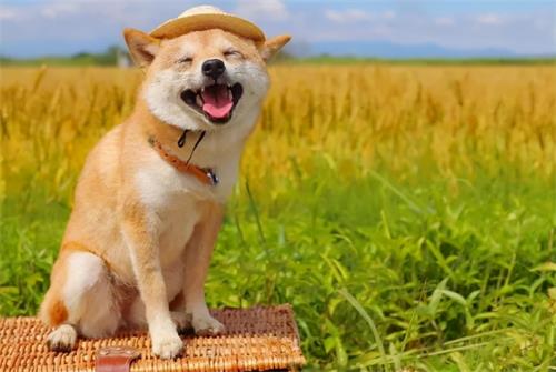 「CRA壓力調(diào)解」如何才能緩解工作上積累的壓力？(圖4)