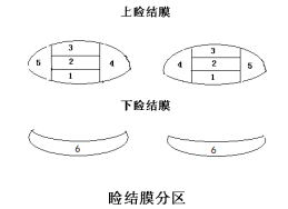 接觸鏡護理產(chǎn)品注冊技術(shù)審查指導原則（食藥監(jiān)辦械函[2011]116號）(圖2)